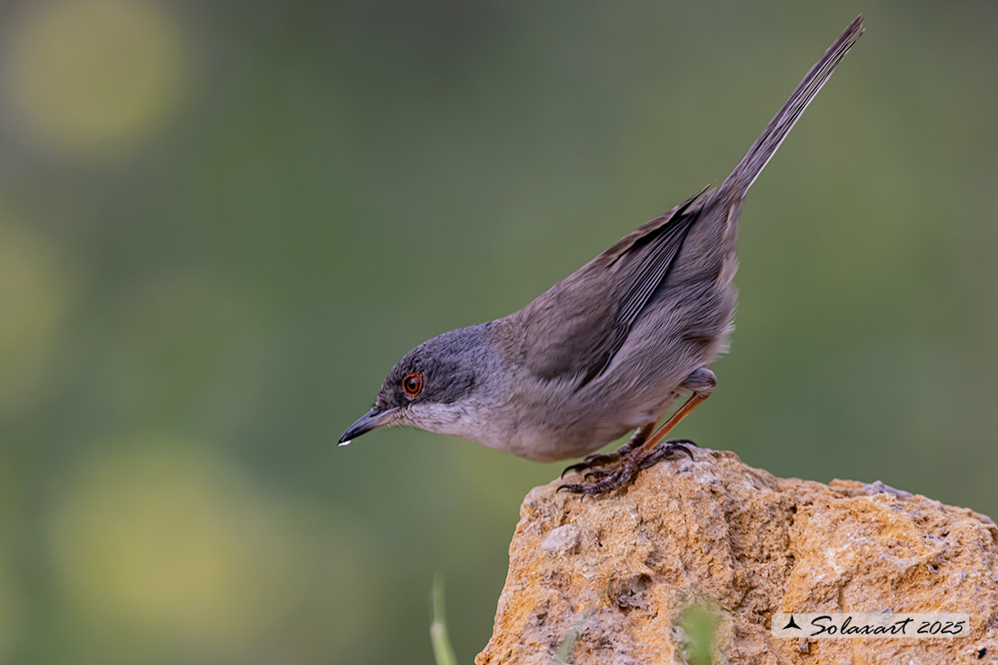 Sylvia melanocephala: Occhiocotto; Sardinian warbler