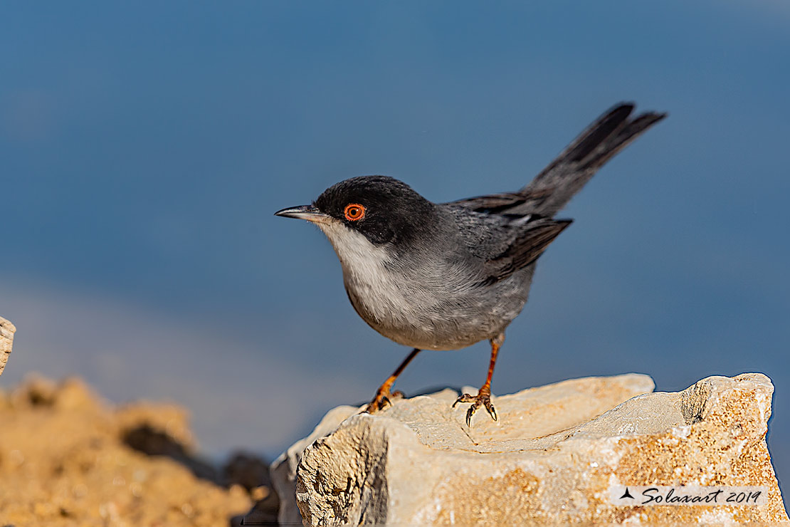 Sylvia melanocephala: Occhiocotto; Sardinian warbler