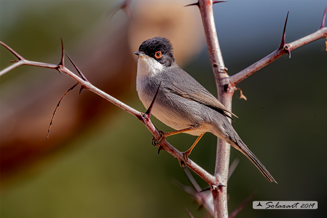 Sylvia melanocephala: Occhiocotto; Sardinian warbler