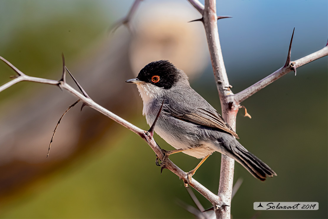 Sylvia melanocephala: Occhiocotto; Sardinian warbler