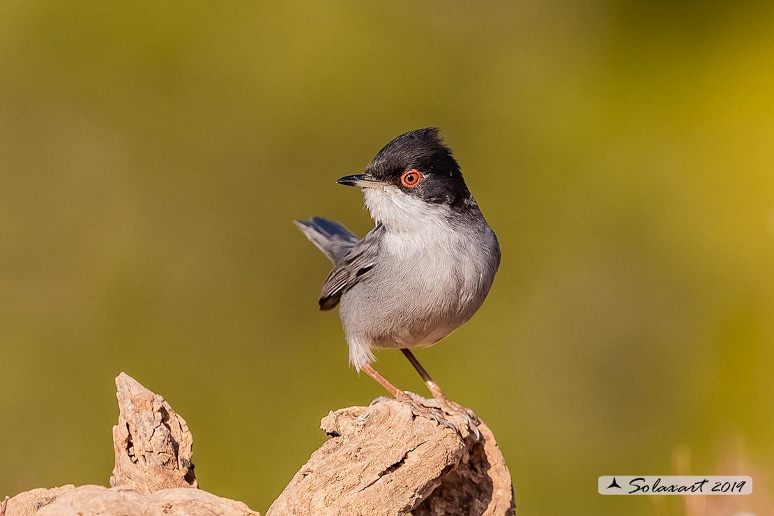 Sylvia melanocephala: Occhiocotto; Sardinian warbler