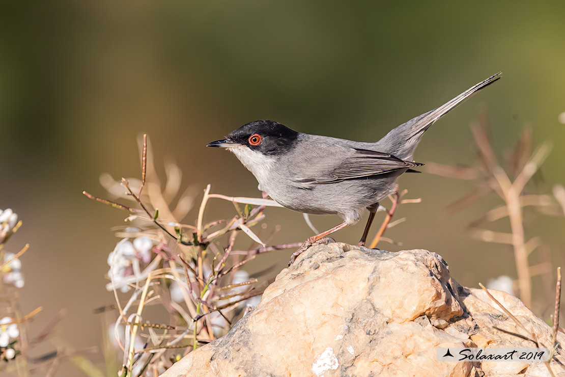 Sylvia melanocephala: Occhiocotto; Sardinian warbler