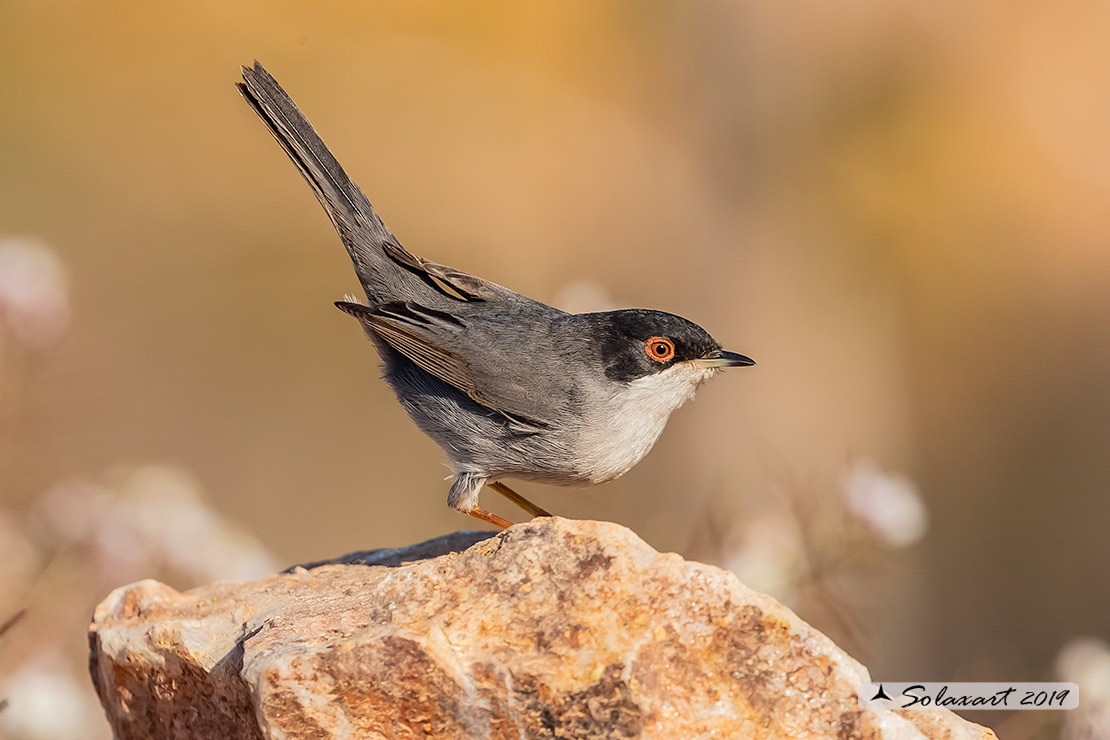Sylvia melanocephala: Occhiocotto; Sardinian warbler