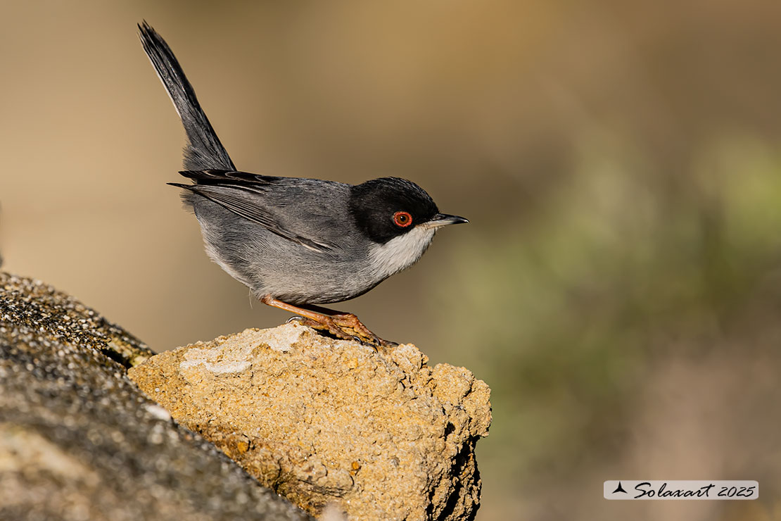 Sylvia melanocephala: Occhiocotto; Sardinian warbler