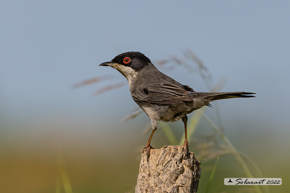 Sylvia melanocephala: Occhiocotto; Sardinian warbler