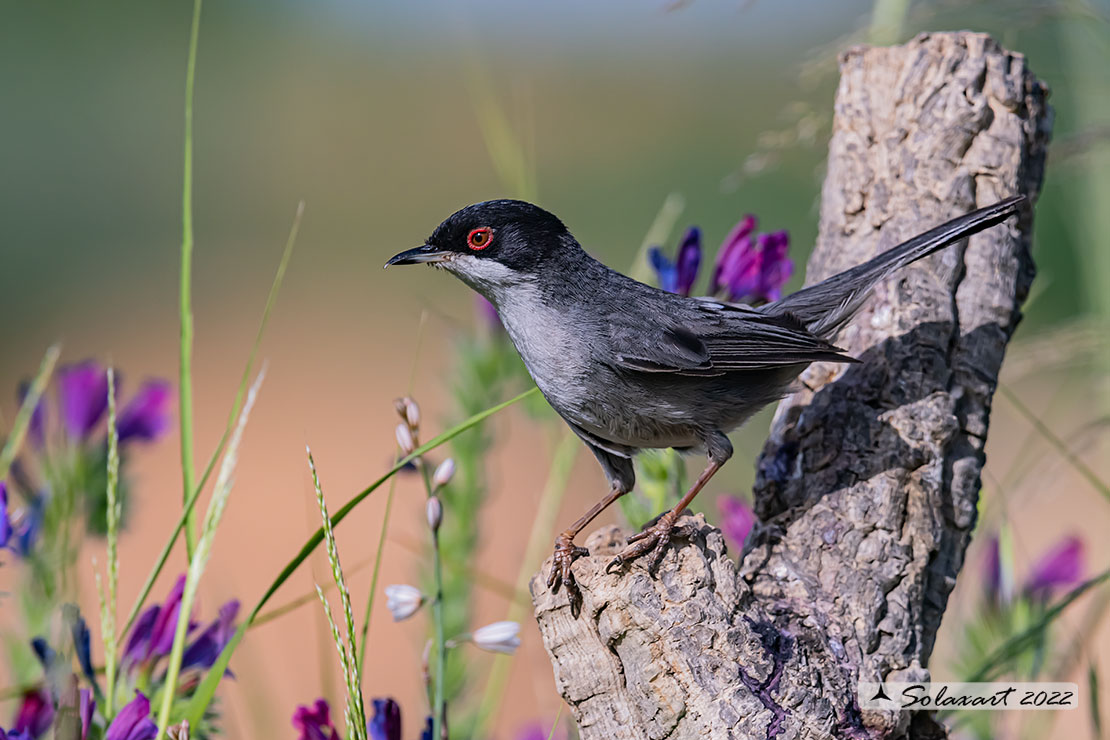 Sylvia melanocephala: Occhiocotto; Sardinian warbler