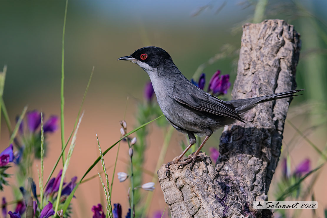Sylvia melanocephala: Occhiocotto; Sardinian warbler