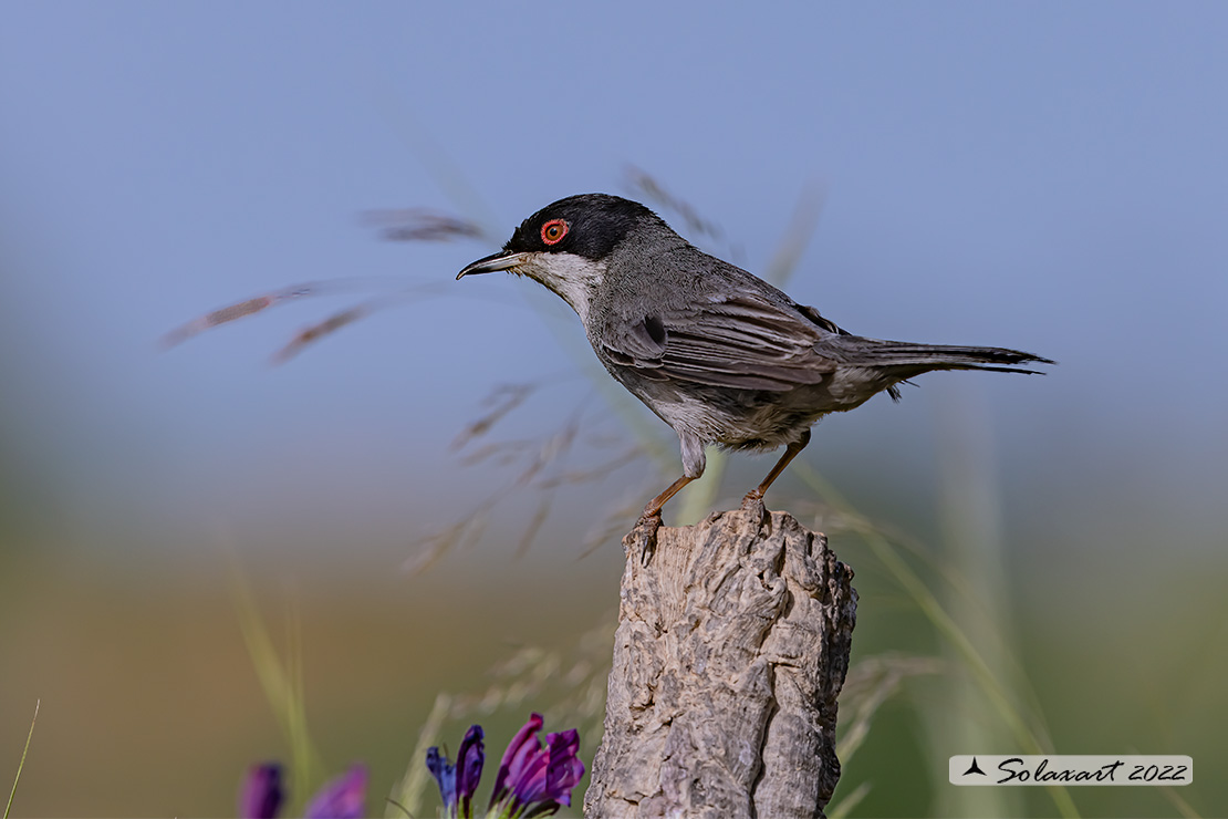 Sylvia melanocephala: Occhiocotto; Sardinian warbler