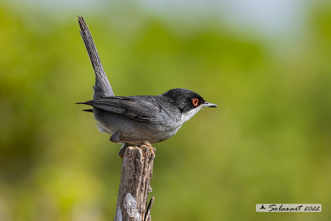 Sylvia melanocephala: Occhiocotto; Sardinian warbler