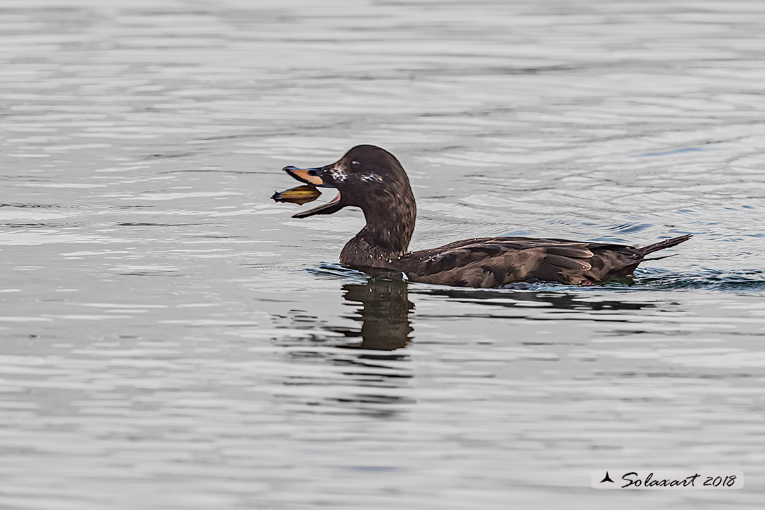 Melanitta fusca - Orco marino - Velvet scoter