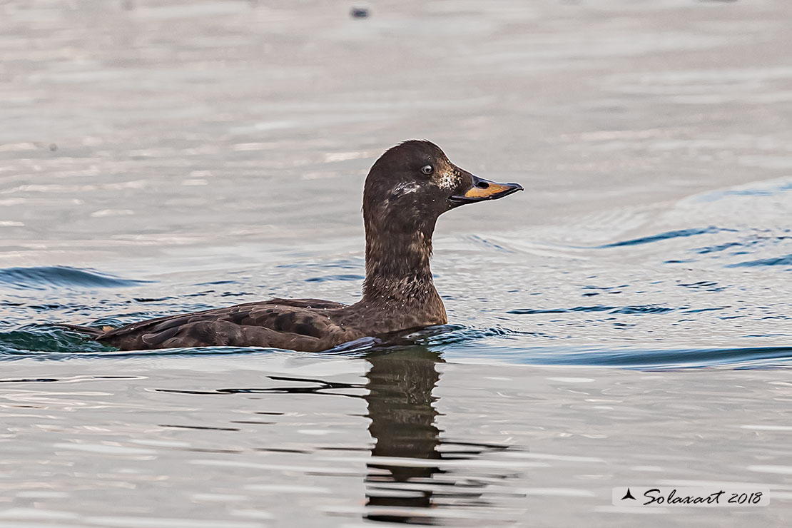 Melanitta fusca - Orco marino - Velvet scoter
