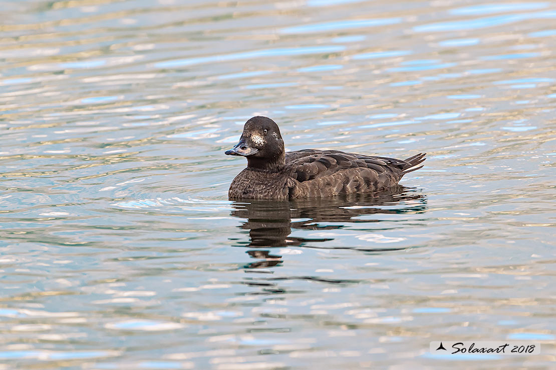 Melanitta fusca - Orco marino - Velvet scoter