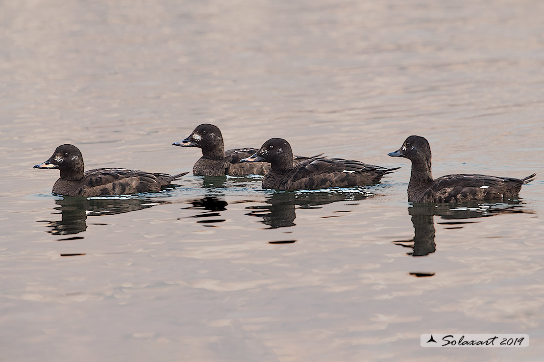 Melanitta fusca - Orco marino - Velvet scoter