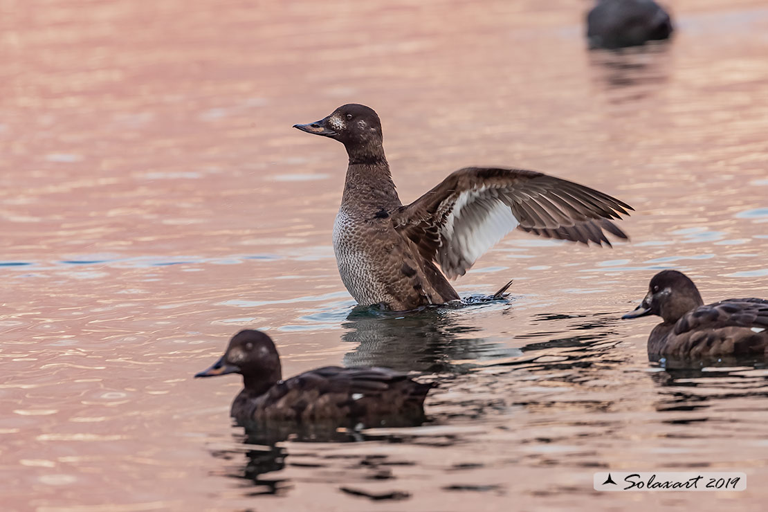 Melanitta fusca - Orco marino - Velvet scoter