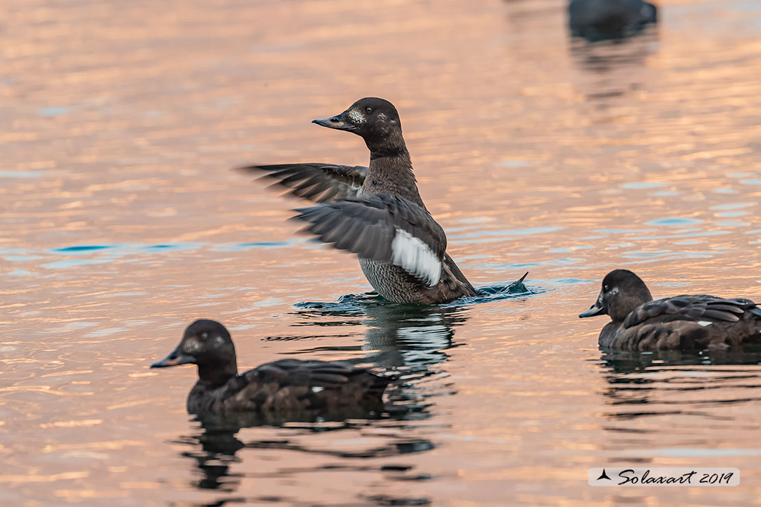 Melanitta fusca - Orco marino - Velvet scoter
