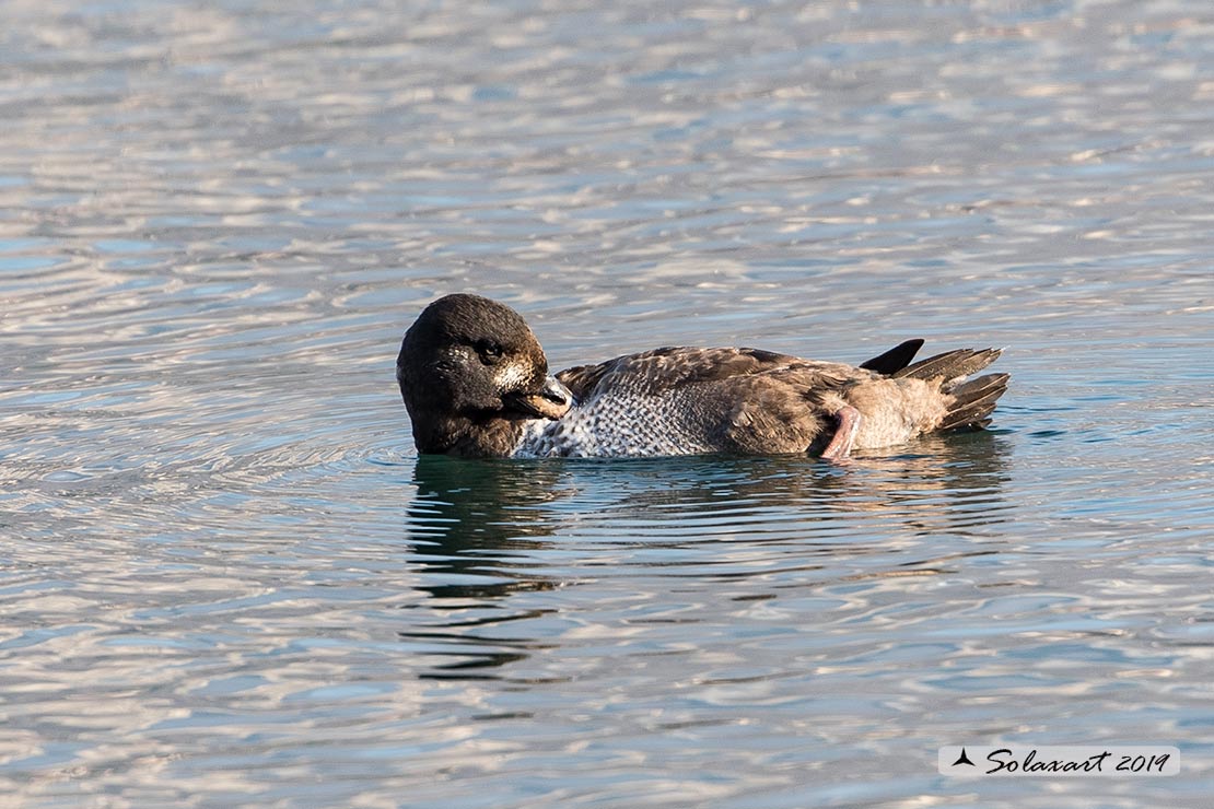 Melanitta fusca - Orco marino - Velvet scoter