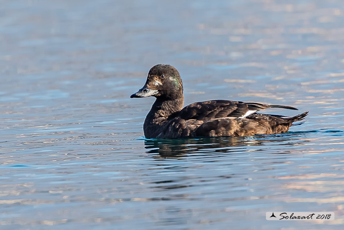 Melanitta fusca - Orco marino - Velvet scoter