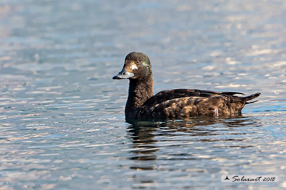 Melanitta fusca - Orco marino - Velvet scoter