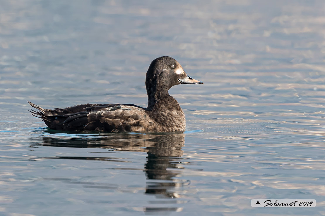 Melanitta fusca - Orco marino - Velvet scoter