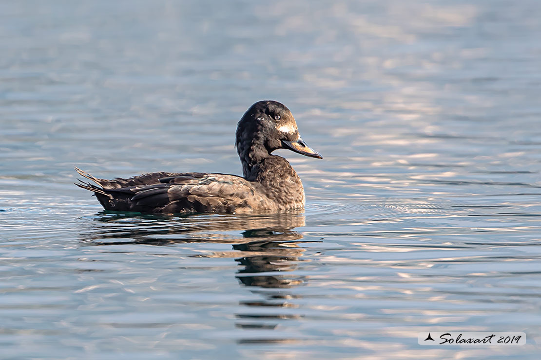 Melanitta fusca - Orco marino - Velvet scoter