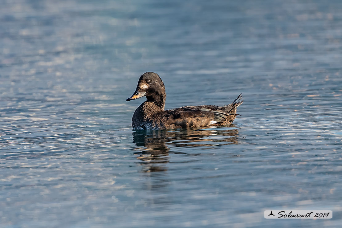 Melanitta fusca - Orco marino - Velvet scoter