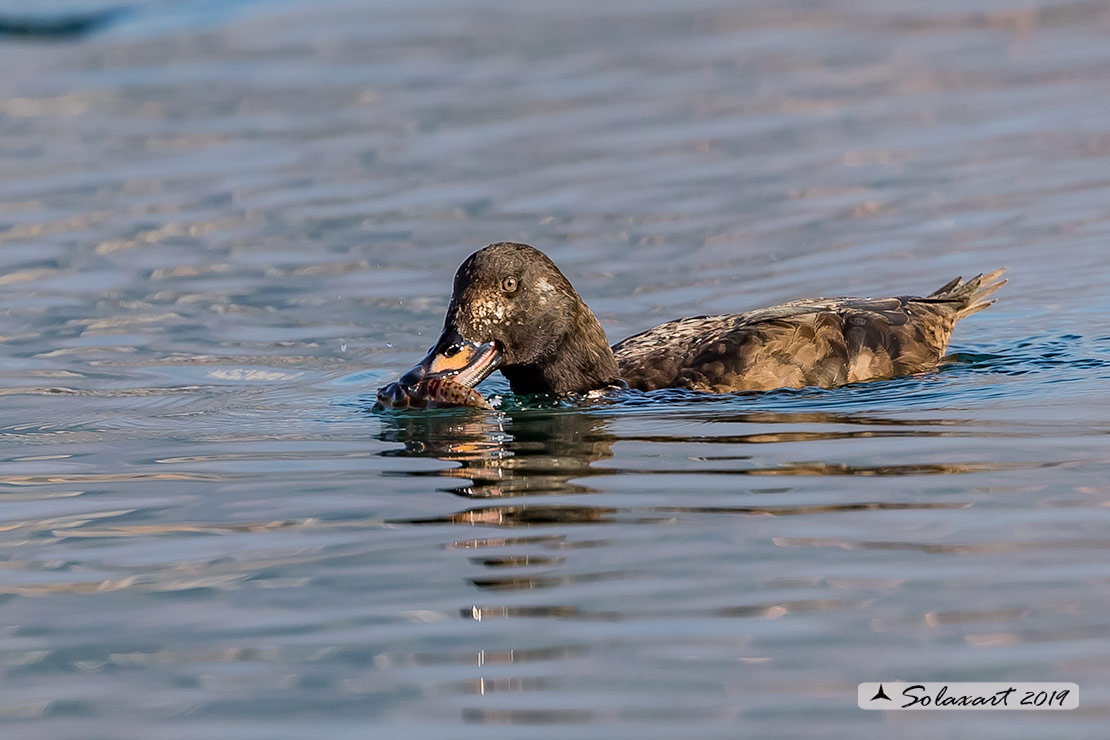 Melanitta fusca - Orco marino - Velvet scoter