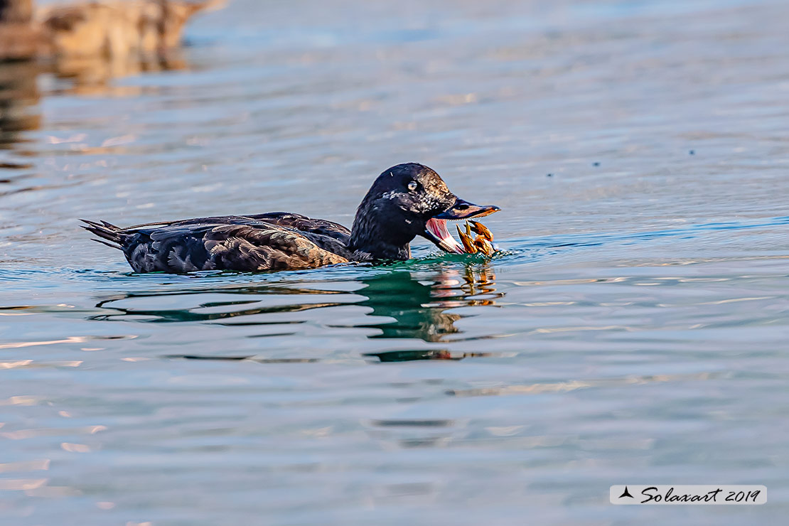 Melanitta fusca - Orco marino - Velvet scoter