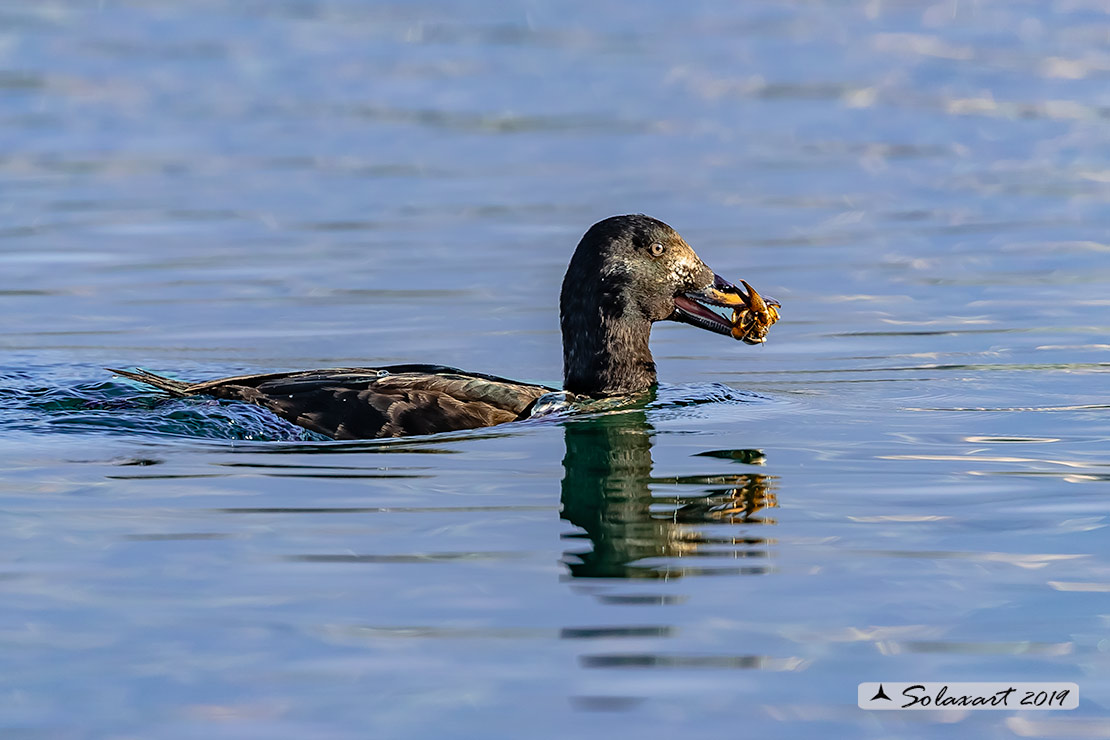 Melanitta fusca - Orco marino - Velvet scoter