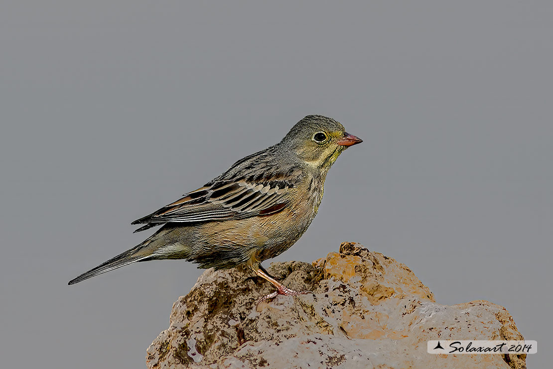 Emberiza hortulana - Ortolano - Ortolan Bunting
