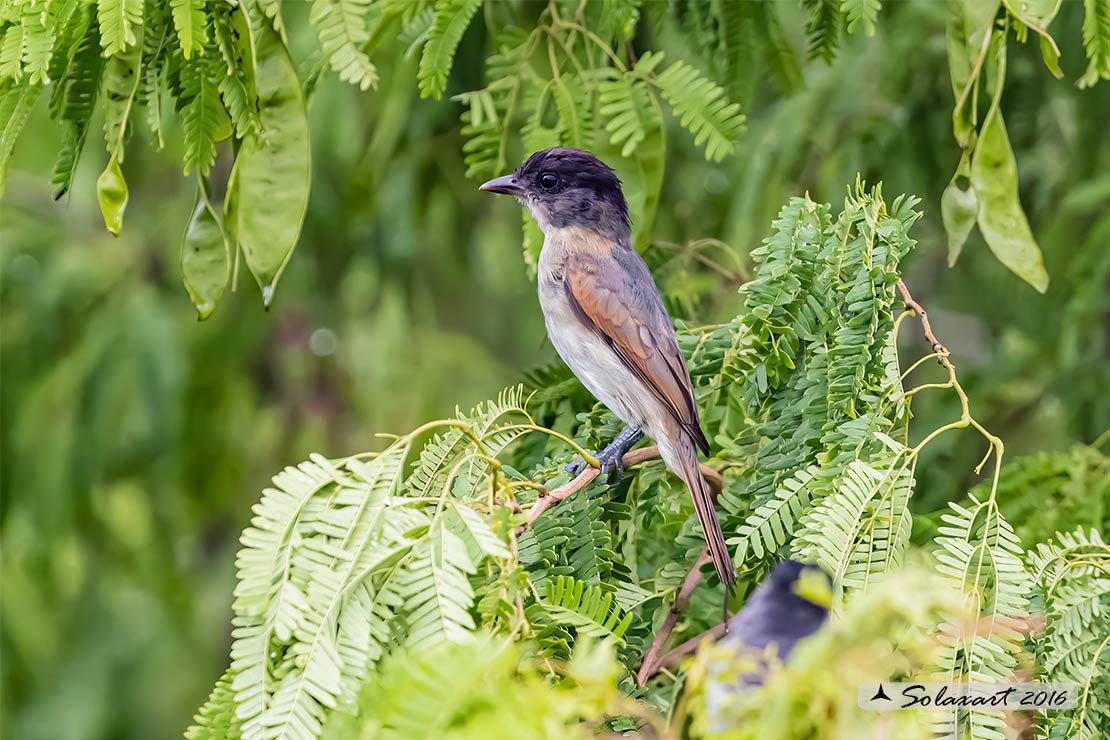 Pachyramphus aglaiae yucatanensis; Beccaio golarosata; Rose-throated Becard