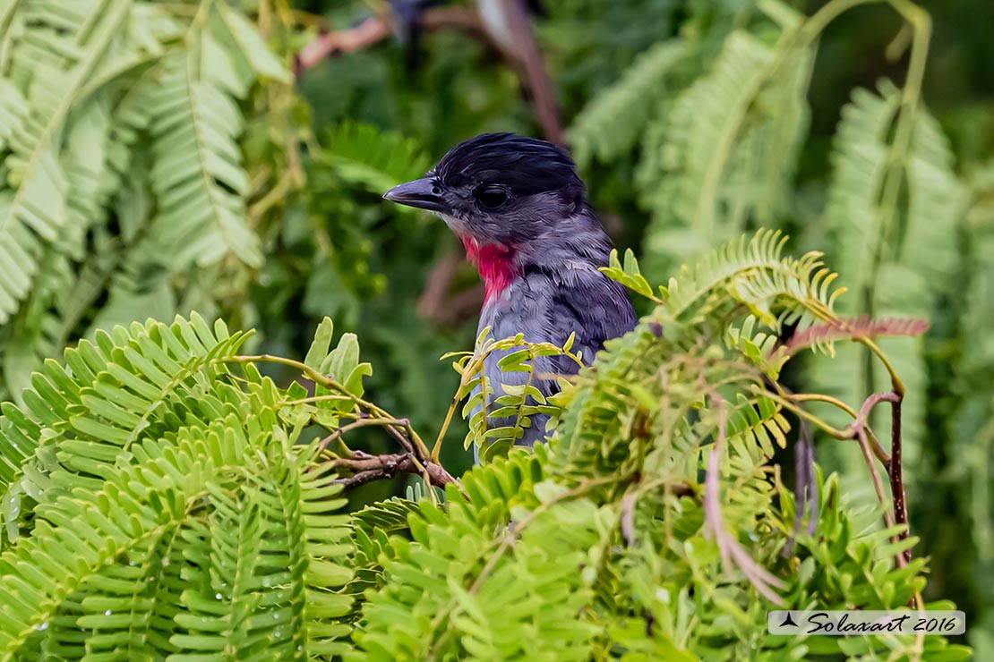 Pachyramphus aglaiae yucatanensis; Beccaio golarosata; Rose-throated Becard