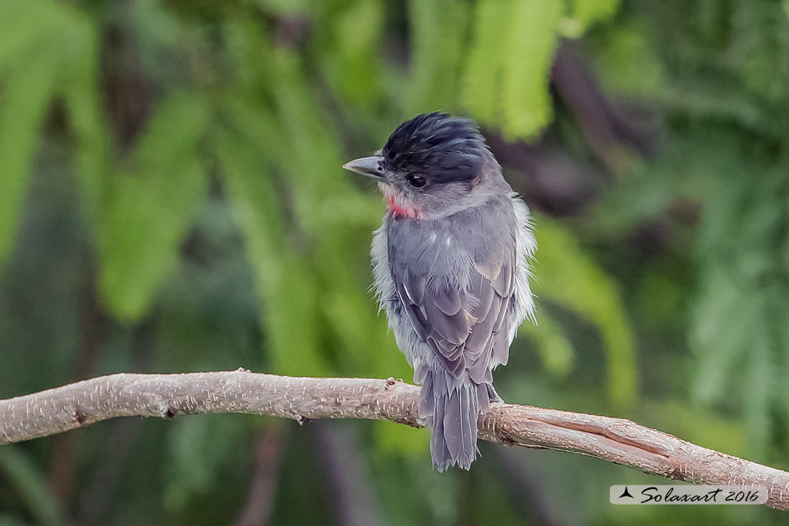 Pachyramphus aglaiae yucatanensis; Beccaio golarosata; Rose-throated Becard