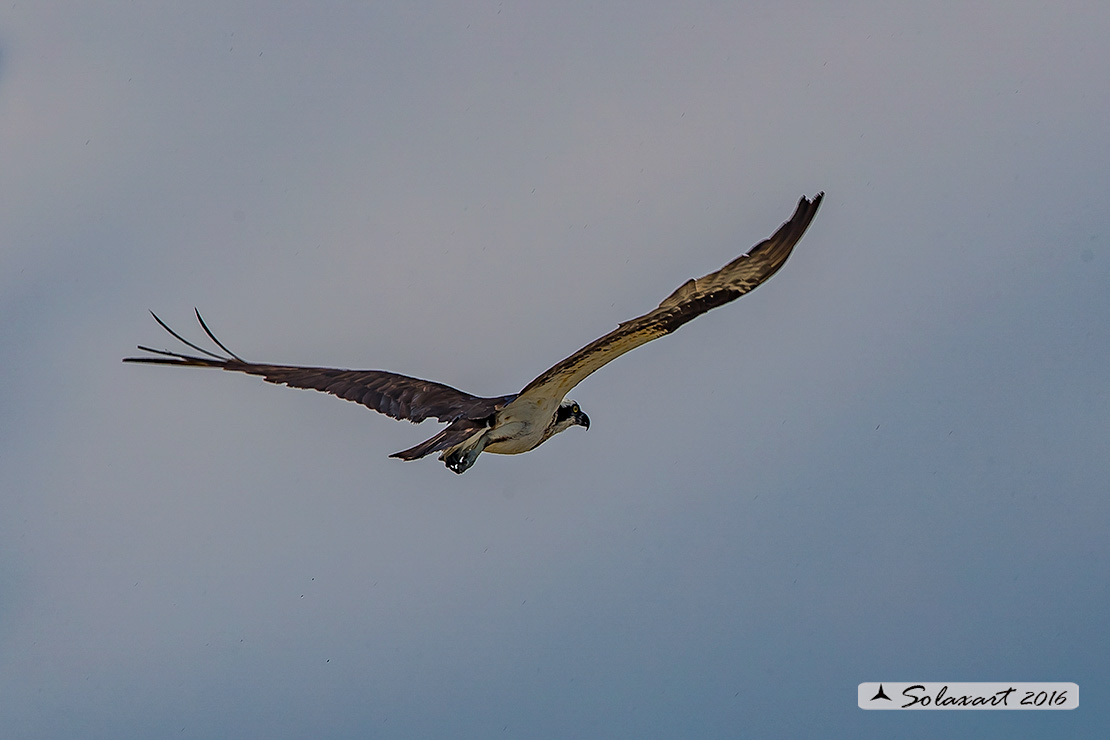 Pandion haliaetus ridgwayi:  Falco pescatore caraibico - Caribbean Osprey 