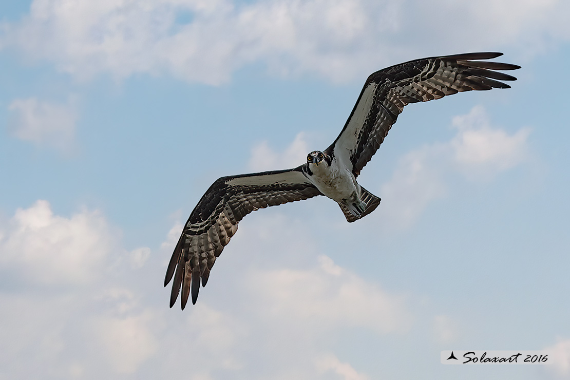 Pandion haliaetus ridgwayi:  Falco pescatore caraibico - Caribbean Osprey 