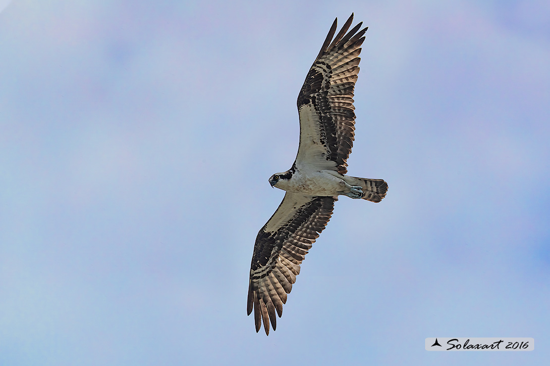 Pandion haliaetus ridgwayi:  Falco pescatore caraibico - Caribbean Osprey 