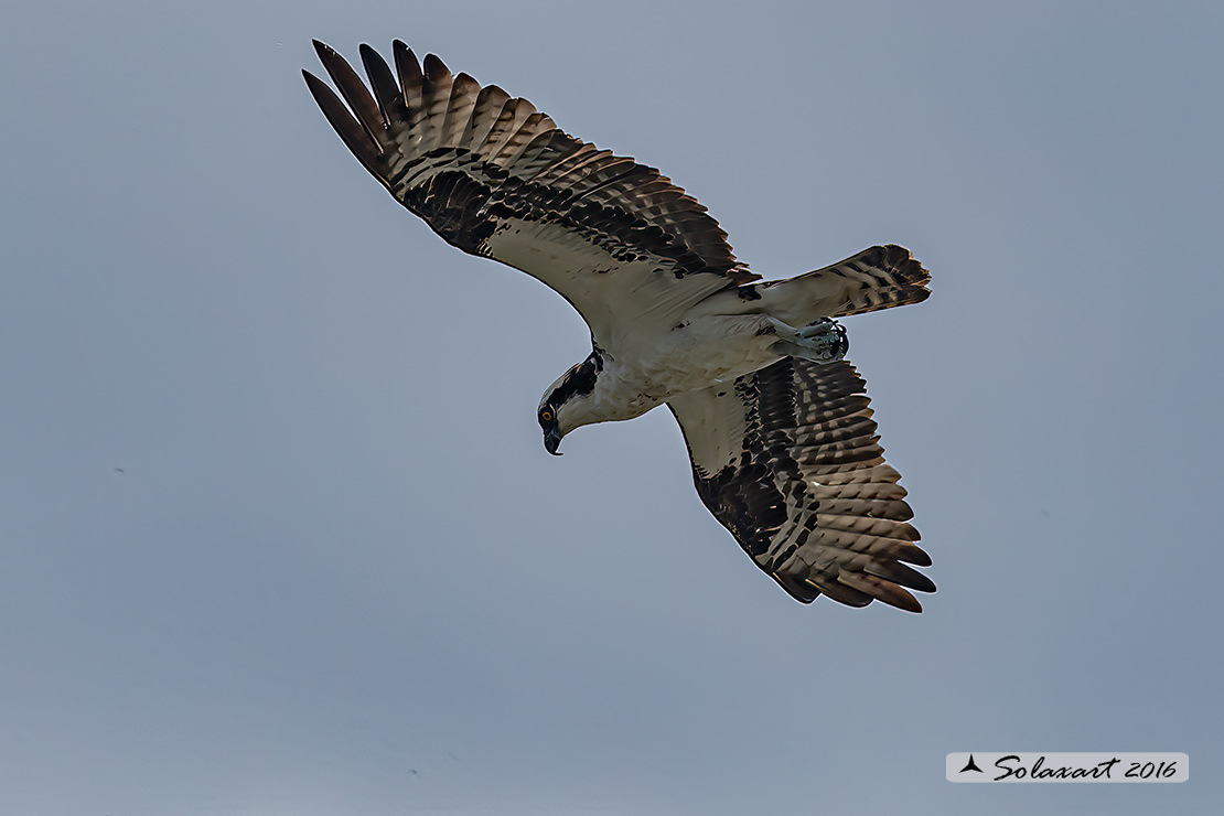 Pandion haliaetus ridgwayi :  Falco pescatore caraibico - Caribbean Osprey 