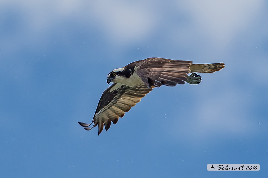 Pandion haliaetus ridgwayi:  Falco pescatore caraibico - Caribbean Osprey 