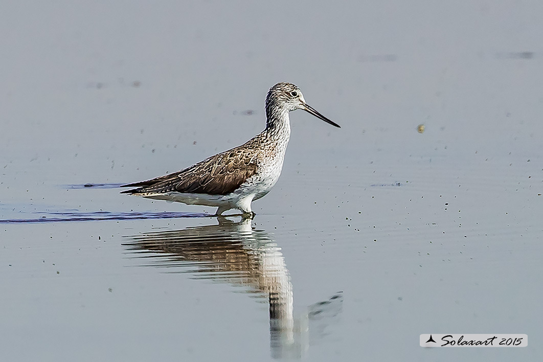 Tringa nebularia:  Pantana ; Common greenshank