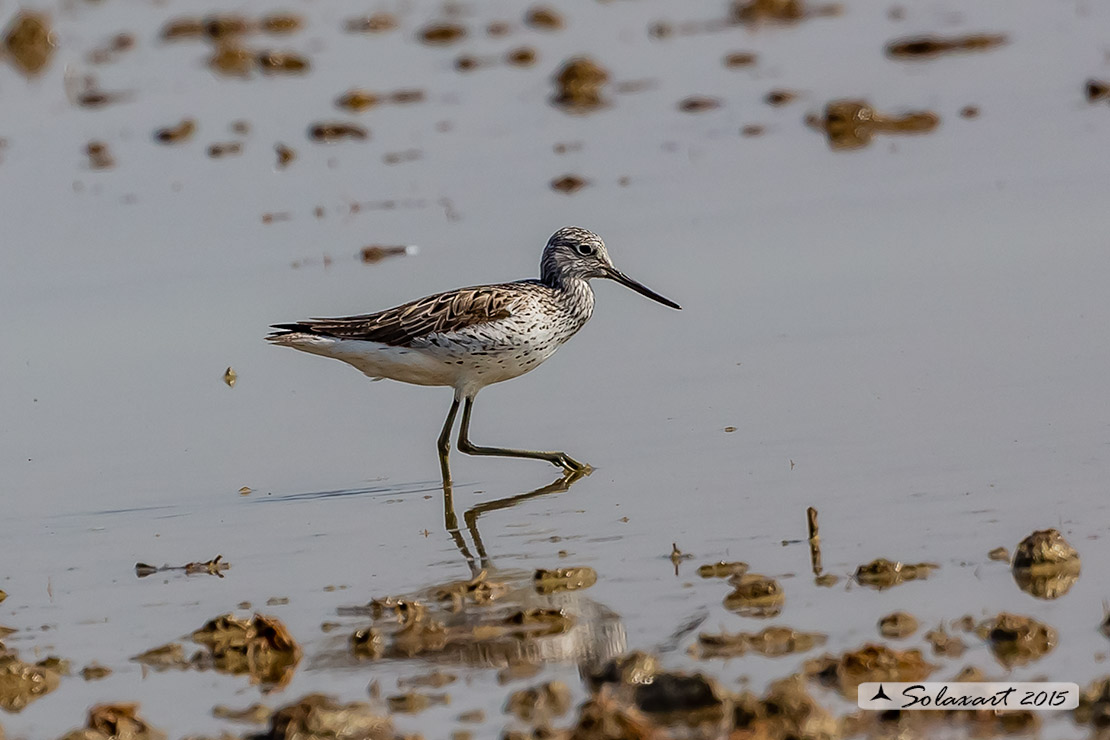 Tringa nebularia:  Pantana ; Common greenshank