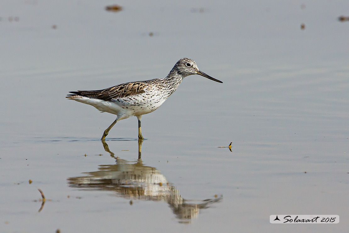 Tringa nebularia:  Pantana ; Common greenshank