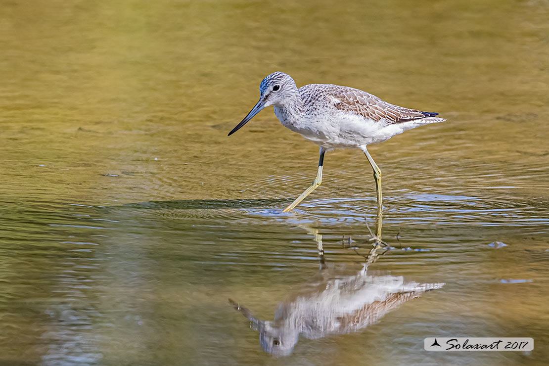 Tringa nebularia:  Pantana ; Common greenshank