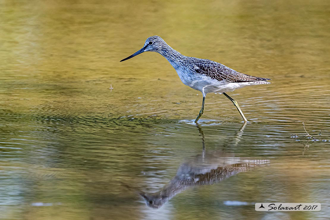 Tringa nebularia:  Pantana ; Common greenshank