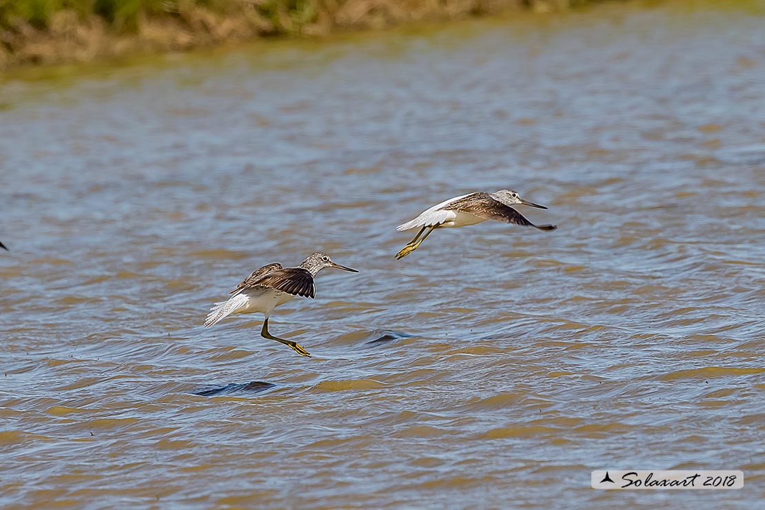 Tringa nebularia:  Pantana ; Common greenshank