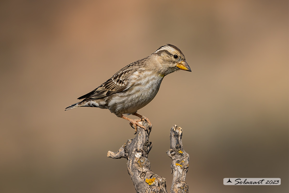 Passer italiae - Passera d'Italia - Italian Sparrow