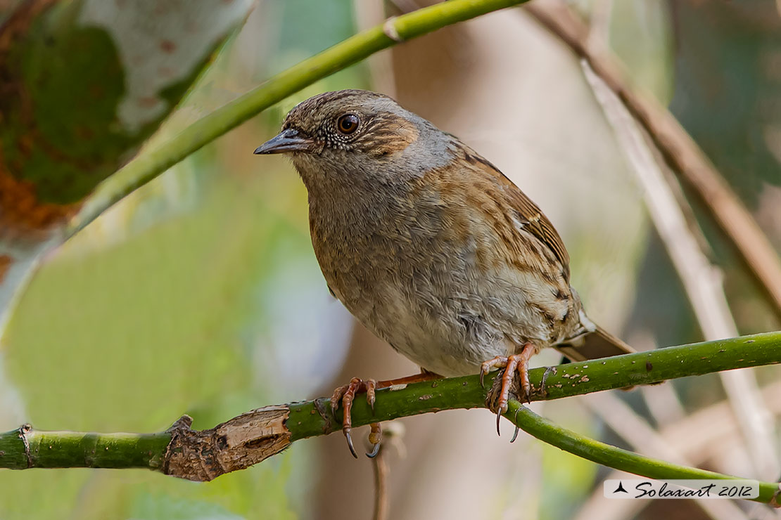 Prunella modularis: Passera scopaiola; Dunnock