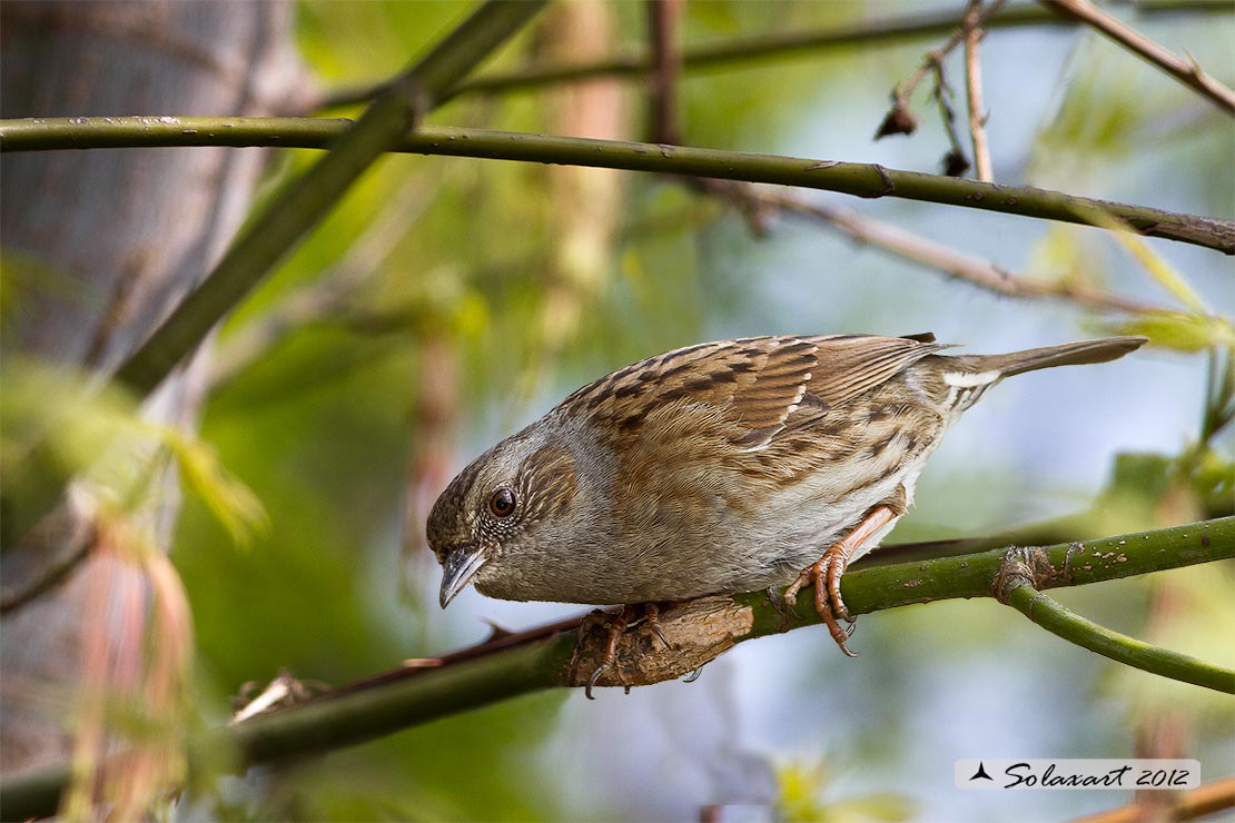 Prunella modularis: Passera scopaiola; Dunnock