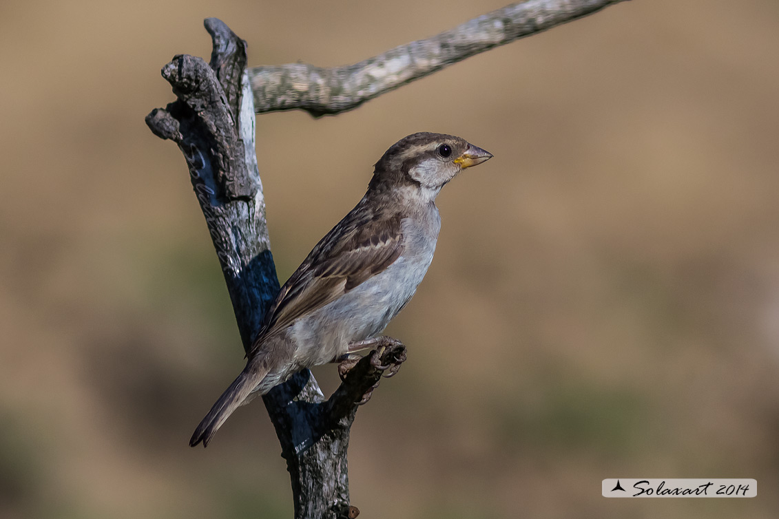 Passer domesticus - Passera europea - House sparrow