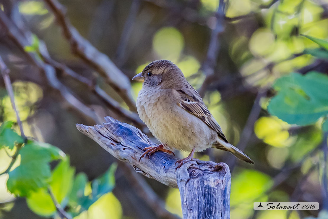 Passer domesticus - Passera europea - House sparrow