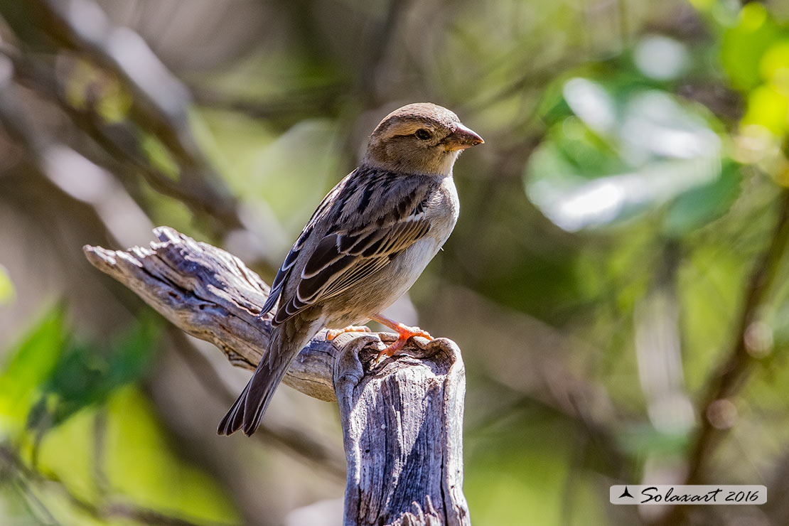 Passer domesticus - Passera europea - House sparrow