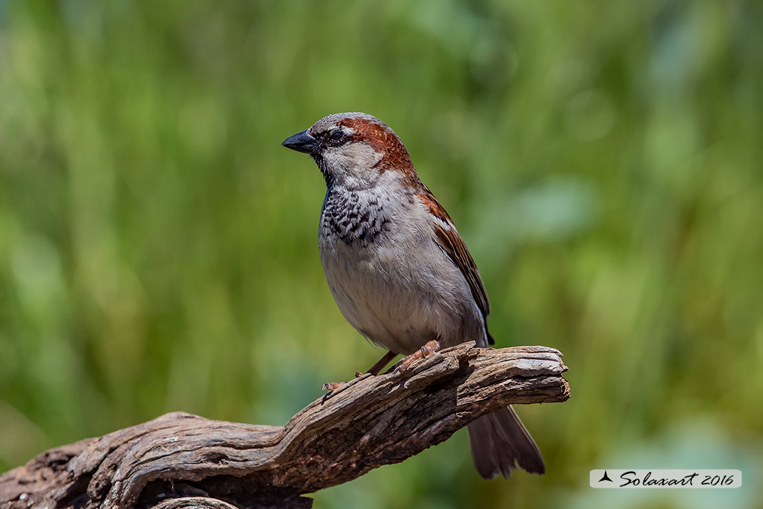 Passer domesticus - Passera europea - House sparrow